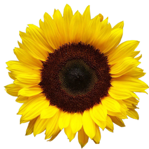 sunflower_large